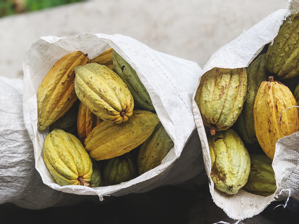 Kokoleka Ceremonial Cacao