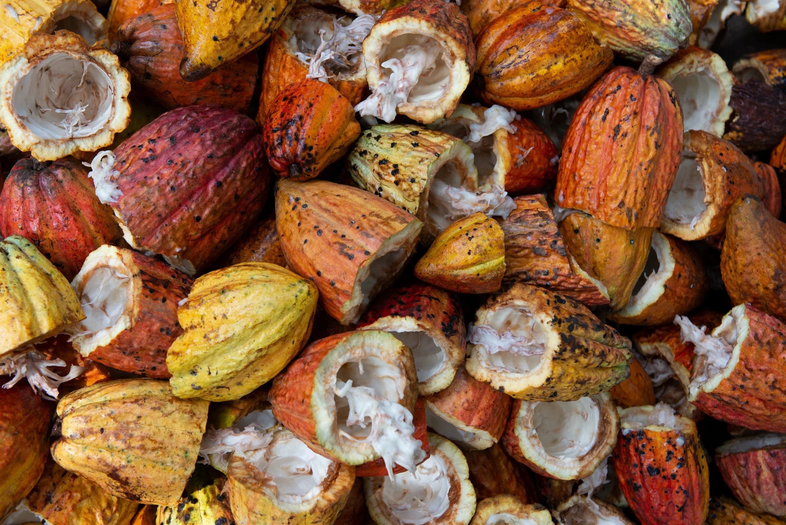 What’s the difference between Cacao and Cocoa?
